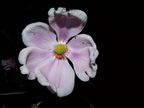 Fleur